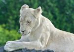 Photo Of A Funny White Lion Trying Not To Sleep Stock Photo