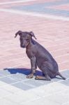 Peruvian Hairless Dog Stock Photo