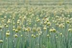 Flowering Onion Field Stock Photo