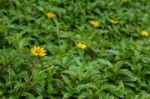 Cute Creeping Daisy Stock Photo