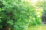 Trees With Blurred Images Stock Photo