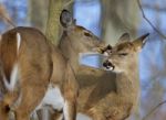 Beautiful Funny Photo Of A Pair Of The Cute Wild Deers Stock Photo