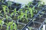 Plants At The Nursery Stock Photo