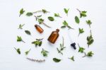 Holy Basil Essential Oil In A Glass Bottle With Fresh Holy Basil Stock Photo