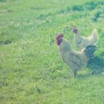 Hen On Grass Field Stock Photo