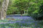 Bluebells In Full Bloom Stock Photo