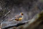 The Bird Perched On The Branch Stock Photo