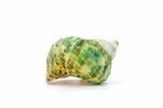 Sea Shell On White Background Stock Photo