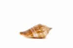 Sea Shell On White Background Stock Photo