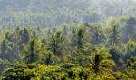 Indonesian Forest Stock Photo