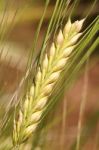 Barley Stock Photo