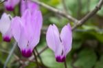 The Cyclamen Blooming In Israel	 Stock Photo