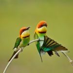 Chestnut-headed Bee-eater Stock Photo