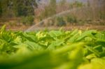 Tobacco Farm Stock Photo