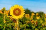 Sunflower Natural Background, Sunflower Blooming In Spring Stock Photo