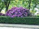 Rhododendron,flowers Stock Photo