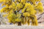 Cottonwood Tree Stock Photo