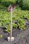 Spade In Lettuce Garden Stock Photo