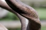 Greater Kudu (tragelaphus Strepsiceros) Stock Photo