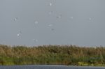 Great White Pelicans (pelecanus Onocrotalus) Flying Over The Dan Stock Photo