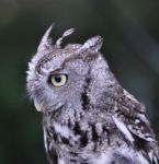 Horned Owl Stock Photo