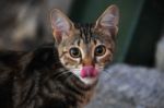 A Cat Looking Around By Enthusiasts Stock Photo