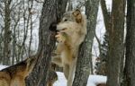 Gray Wolf Stock Photo