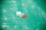 Beautiful Jellyfish Floating In The Sea Stock Photo