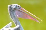 Pelican Stock Photo