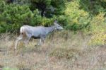 Mule Deer (odocoileus Hemionus) Stock Photo