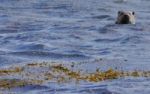 Otter Watching Stock Photo