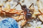 Ant Outside In The Garden Stock Photo