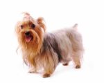 Beautiful Yorkie Stock Photo