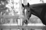 Horse In The Paddock Stock Photo