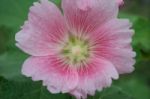 Pink Flower Close Up Stock Photo