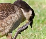 Picture With A Canada Goose Cleaning Feathers Stock Photo