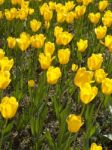 Yellow Tulips Stock Photo