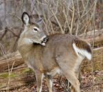 Picture With A Deer In The Forest Stock Photo