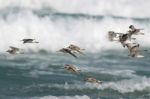 Waders In The Seashore Stock Photo