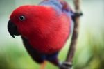 Crimson Rosella Stock Photo