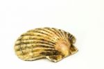 Scallop Stock Photo