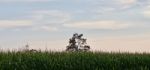 Isolated Image Of A Beautiful Corn Field Stock Photo