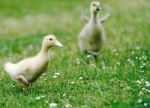 Duckling Stock Photo