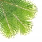 Coconut Leaf Isolated On White Background Stock Photo