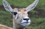 Deer With Big Ears Stock Photo