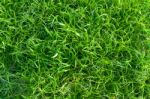 Green Grass Texture Close Up Stock Photo