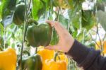 Yellow And Green Pepper Capsicum On The Pepper Tree Stock Photo