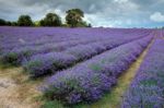 Lavender Field In Banstead Stock Photo