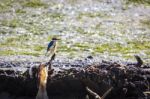 Sacred Kingfisher (todiramphus Sanctus) Stock Photo