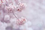 Cherry Blossom With Soft Focus, Sakura Season In Korea,background Stock Photo